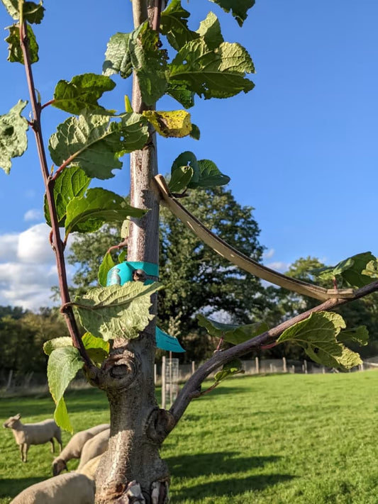 Écarteurs "Woody" (Lot de 100)